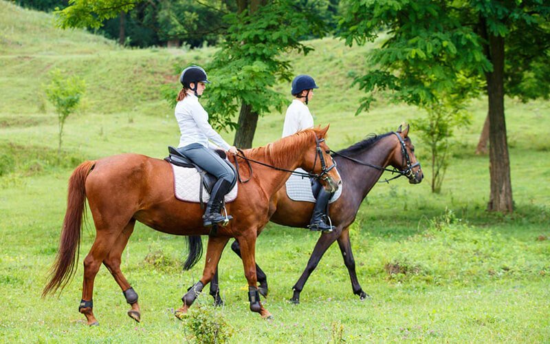 Equestrian Businesses